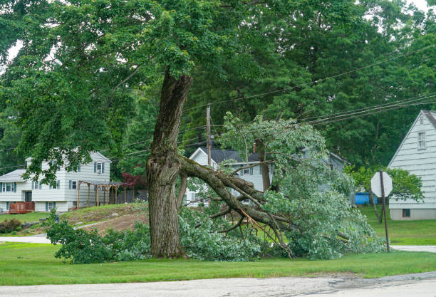 Best Residential Tree Removal  in Purcellville, VA